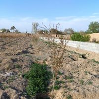 باغ ۴ دیوار و درخت بلوار کشاورز|فروش خانه و ویلا|اصفهان, کشاورزی|دیوار