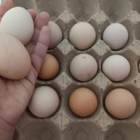 تخم مرغ از همه نژاد ها نطفه دار|حیوانات مزرعه|مشهد, الهیه|دیوار