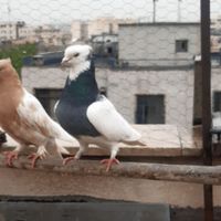 کفتر زینتی طوقی|پرنده|تهران, بهار|دیوار