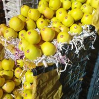 خریدار تره‌بار سردرختی زردآلو گیلاس میوه گوجه خیار|خدمات باغبانی و درختکاری|تهران, شهرک شریعتی|دیوار