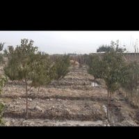 زمین باغچه ۳۰۰ متری فیروز کنار اتوبان بهرام|فروش زمین و کلنگی|تهران, شهرک طالقانی|دیوار