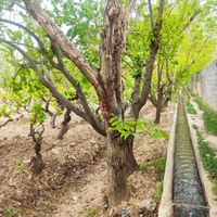 باغ و باغچه ۲۱۵ متر زمین سند تک برگ با انشعابات|فروش زمین و کلنگی|تهران, امیریه|دیوار