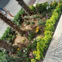 خدمات باغبانی گل کاری تعویض خاک گلدون بیل زنی هرس|خدمات باغبانی و درختکاری|تهران, جردن|دیوار