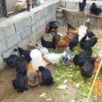 تخم مرغ محلی نطفه دار|حیوانات مزرعه|سهند, |دیوار
