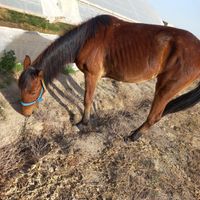 یک عدد اسب ماده نژاد عرب|اسب و تجهیزات اسب سواری|زابل, |دیوار