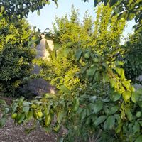 زمین دیوارکشی ۲۵۰ متر دارای درختان میوه|فروش زمین و کلنگی|اصفهان, شفق|دیوار