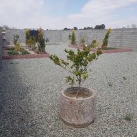 باغچه/زمین/۲۸۰/معاوضه سند دار/دنج|فروش زمین و کلنگی|تهران, یاخچی‌آباد|دیوار
