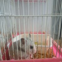 همستر ماده سوری Syrian hamster + قفس|موش و خرگوش|تهران, نعمت‌آباد|دیوار