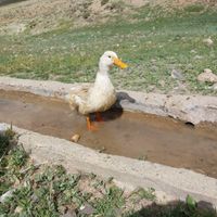 یک عدد اردک جوان|حیوانات مزرعه|فرخ‌شهر, |دیوار