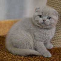 تحویل بچه عروسک اسکاتیش لیلاک|گربه|تهران, تجریش|دیوار