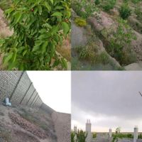 باغ سند تک برگ شهریار با مجوز جهاد|فروش زمین و کلنگی|فردوسیه, |دیوار