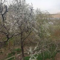باغ به مساحت ۷۲۸متر|فروش زمین و کلنگی|تهران, بهاران|دیوار