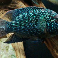 ماهی سیچلاید جک دمپسی آفریقایی اصل نژاد دار|ماهی و آکواریوم|کرج, کوی زنبق|دیوار