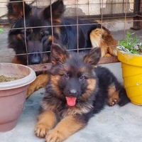 سگ German shepherd،ژرمن شپرد،سگ جواهر،رفیق خانواده|سگ|تهران, مرزداران|دیوار