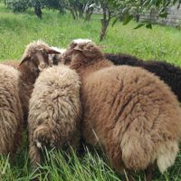 دو راس گوسفند ماده پاییزه دوقلو|حیوانات مزرعه|تنکابن, |دیوار