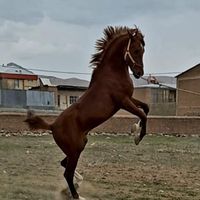 کره اسب عرب|اسب و تجهیزات اسب سواری|شهرکرد, |دیوار