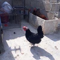 مرغ گلین وخروس ریشو چهلتاج|حیوانات مزرعه|ورامین, |دیوار