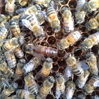 زنبور عسل|حیوانات مزرعه|عباس‌آباد, |دیوار