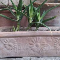 کاکتوس طبیعی|گل و گیاه طبیعی|خوی, |دیوار