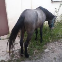فروش اسب|اسب و تجهیزات اسب سواری|طالقان, |دیوار