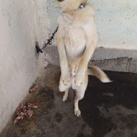 فروش مالینیوزتوله|سگ|تهران, امیریه|دیوار