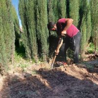 نهالستان مرکبات صاحب الزمان|خدمات باغبانی و درختکاری|تهران, کریم‌آباد|دیوار