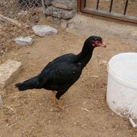 مرغ لاری سیاه جوان|حیوانات مزرعه|قم, دورشهر|دیوار