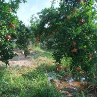 باغ ثمری معاوضه با فوتون دیزل|فروش زمین و کلنگی|شیراز, احمدآباد|دیوار