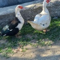 اردک اسراییلی|حیوانات مزرعه|اسالم, |دیوار