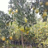 سیب نهال استار فروت بلوبری|خدمات باغبانی و درختکاری|آستانه اشرفیه, |دیوار