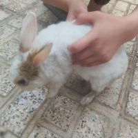 خرگوش نر جووان به خریدار واقعی|موش و خرگوش|مشهد, پنج تن آل عبا|دیوار