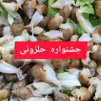 حلزون مولد و پیش مولد و جوجه|خزنده|تهران, شمس‌آباد|دیوار