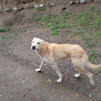 سگ یک ساله|سگ|اسدآباد, |دیوار