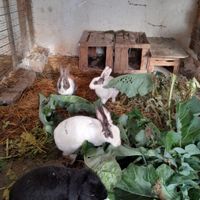 خرگوش‌های زیبادرهمه رنگ  بچه وبالغ|موش و خرگوش|شفت, |دیوار