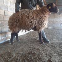 گوسفند فروشی پایتخت ××خریدتلفنی وحضوری دام زنده|حیوانات مزرعه|تهران, زعفرانیه|دیوار
