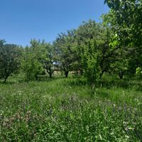 باغ در روستای اولو کندی واقع است به متراژ ۱۰۰۰ م|فروش زمین و ملک کلنگی|تبریز, |دیوار