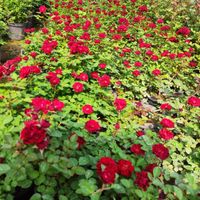 فروش تخصصی گل رز در انواع مختلف|گل و گیاه طبیعی|ماهان, |دیوار