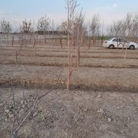 زمین های کشاورزی بر خیابان اصلی|فروش زمین و کلنگی|اصفهان, اندوان|دیوار