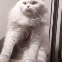 گربه سفید شناسنامه دار تمام واکسن ها زده شده|گربه|اهر, |دیوار