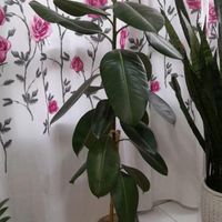 گل آپارتمانی|گل و گیاه طبیعی|تهران, جوادیه تهرانپارس|دیوار