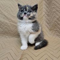 گربه بریتیش بلو سفید بچه|گربه|تهران, اتابک|دیوار