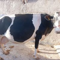 گاو شیری ابستن|حیوانات مزرعه|نورآباد, |دیوار