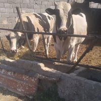 گوساله نر|حیوانات مزرعه|تهران, امیریه|دیوار