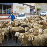 گوسفند زنده قلم ابی|حیوانات مزرعه|مشهد, کشاورز|دیوار
