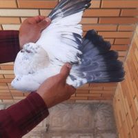 کبوتر پرشی گرگی ،کله دمسز|پرنده|اصفهان, مبارکه|دیوار