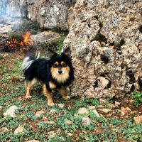 سگ پامر روباهی ژاپنی اصیل|سگ|چناران, |دیوار