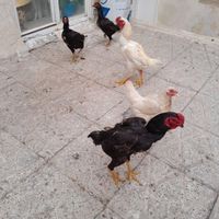 تخم لاری کوشامو|حیوانات مزرعه|مشهد, ۱۷ شهریور|دیوار