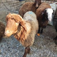 گوسفند زنده با بارکد سلامت|حیوانات مزرعه|مشهد, بلوار سجاد|دیوار