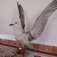 دکوری ومجسمه پرنده و دیس|صنایع دستی و سایر لوازم تزئینی|تهران, زرکش|دیوار
