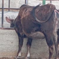 یک راس گوساله ماده  واقعا چاق ،قربانی|حیوانات مزرعه|کهریزک, |دیوار